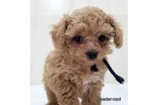 ♀︎マルプー:マルチーズ×トイプードル
