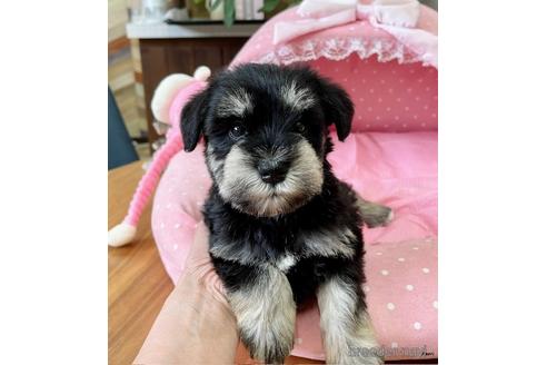 黒シュナももこさま専用 ブラック＆シルバーのミニチュアシュナウザーの子犬を探す（213