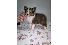 ♀︎シェットランドシープドッグ(シェルティ)