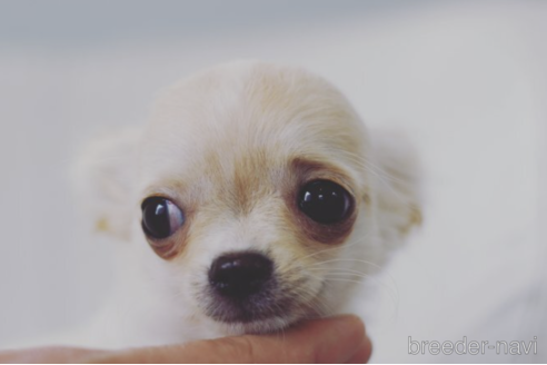 販売中のチワワ(ロングコート)の親犬