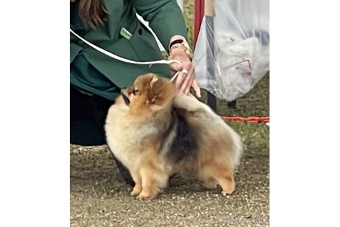 水江行宏ブリーダーの詳細