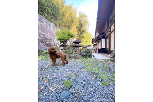 橋本友紀ブリーダーの詳細の1枚目