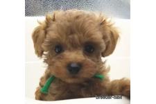 ♀︎マルプー:マルチーズ×トイプードル