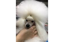 父親犬
