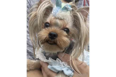 販売中のヨークシャーテリアの親犬