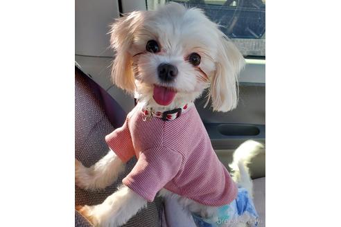 販売中のマルプー:マルチーズ×トイプードルの親犬