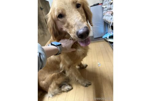 販売中のゴールデンレトリーバーの親犬