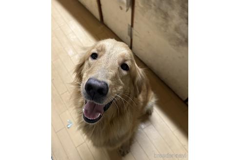 販売中のゴールデンレトリーバーの親犬