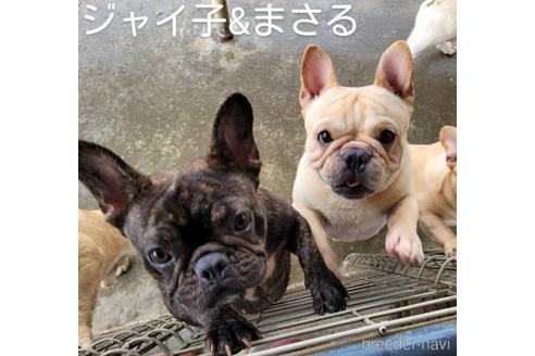 ののフレンチブルドッグ-