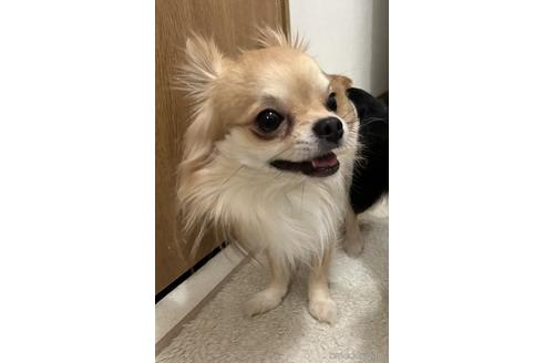 販売中のチワワ(ロングコート)の親犬