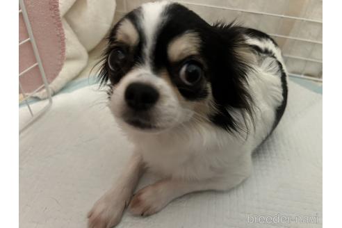 販売中のチワワ(ロングコート)の親犬