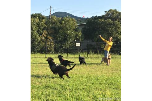 内藤信一ブリーダーの詳細の1枚目