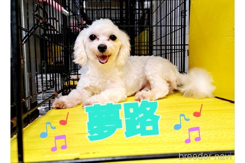 販売中のミックス犬の親犬