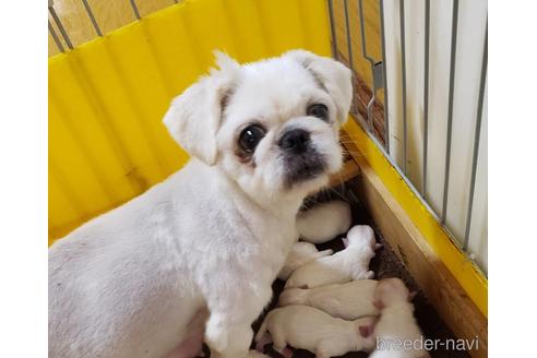 販売中のミックス犬の親犬