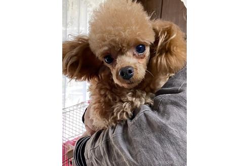 販売中のタイニープードルの親犬