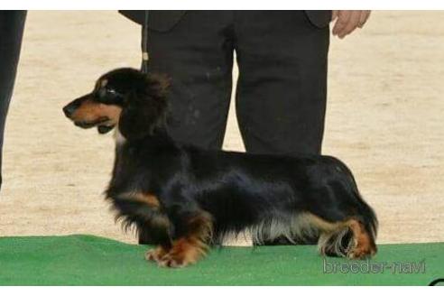 販売中のミニチュアダックスフンド(ロングヘアード)の親犬