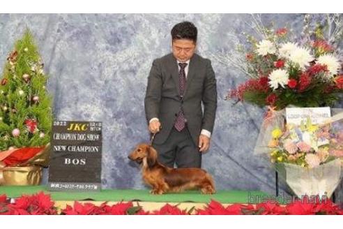 販売中のミニチュアダックスフンド(ロングヘアード)の親犬