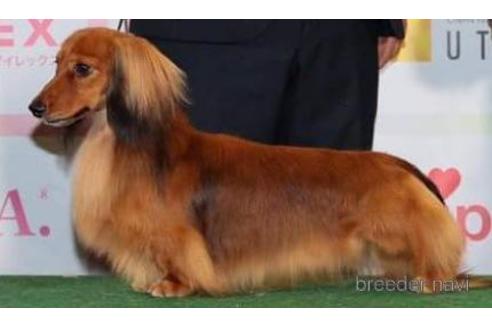 販売中のミニチュアダックスフンド(ロングヘアード)の親犬