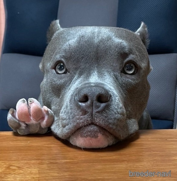 飛鷹ブリーダー