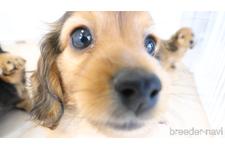 ♀︎カニンヘンダックスフンド(ロングヘアード)