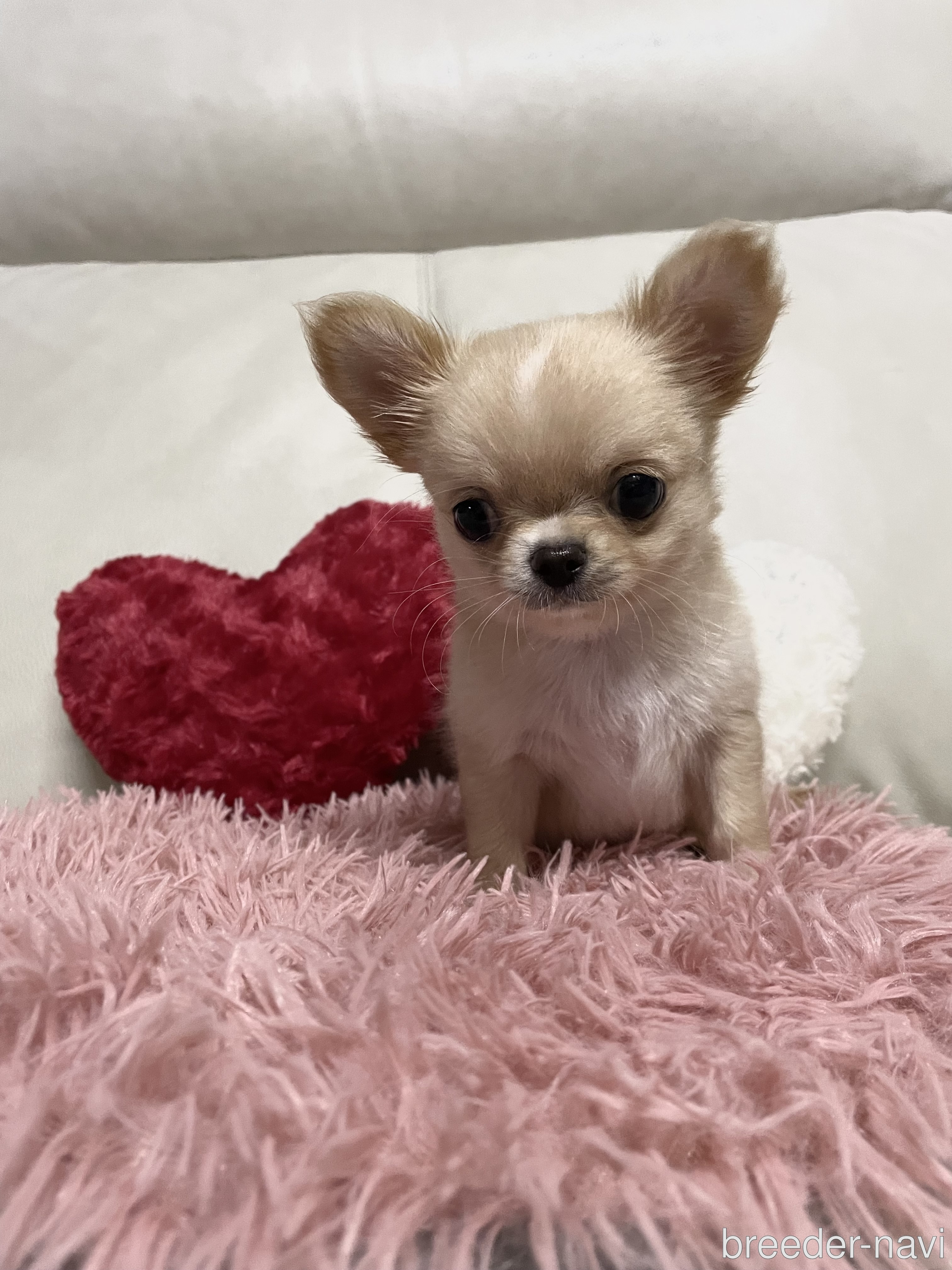 仮屋ブリーダー