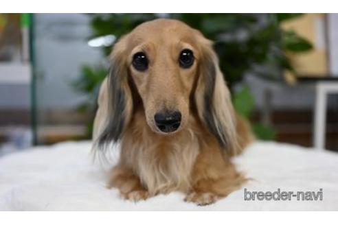販売中のミニチュアダックスフンド(ロングヘアード)の親犬