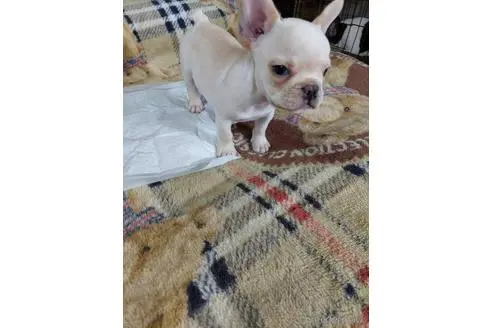 成約済の東京都のフレンチブルドッグ-243252の3枚目