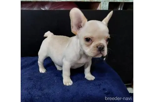 成約済の東京都のフレンチブルドッグ-243252の4枚目