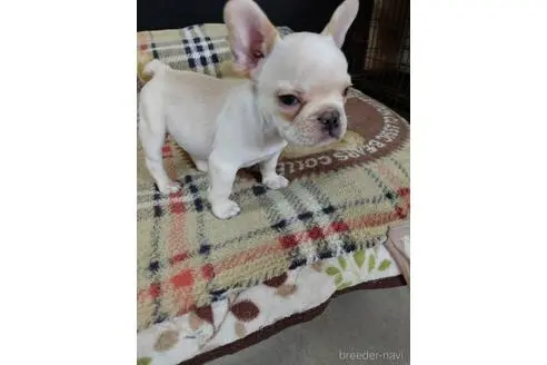 成約済の東京都のフレンチブルドッグ-243252の2枚目