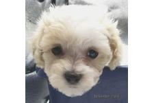 ♀︎マルプー:マルチーズ×トイプードル