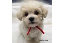 ♀︎マルプー:マルチーズ×トイプードル