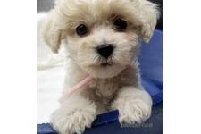 ♀︎マルプー:マルチーズ×トイプードル