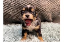 ♀︎チワワ(ロングコート)