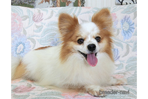 販売中のパピヨンの親犬