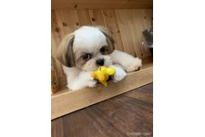 竹田陽子ブリーダー