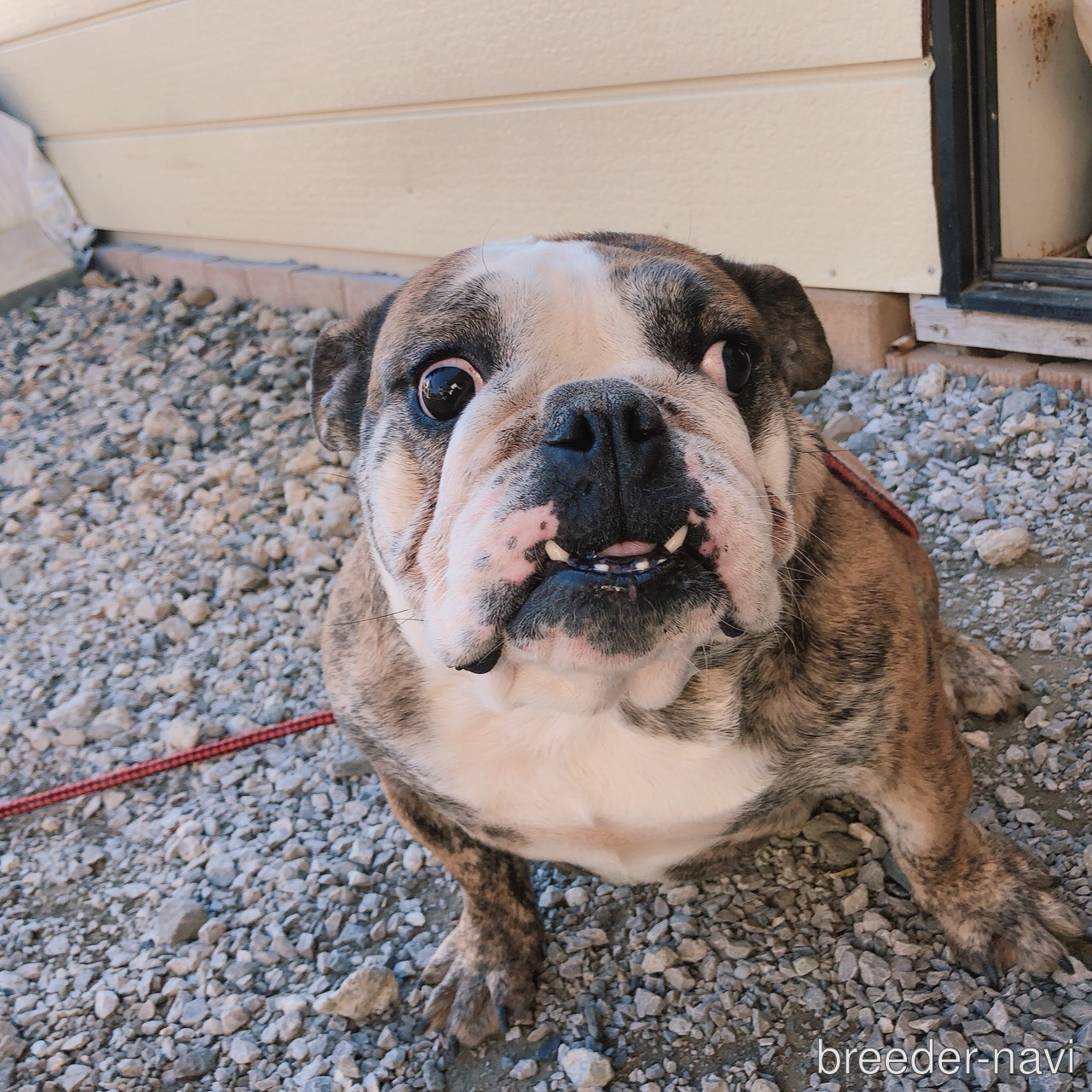 渋沢ブリーダー