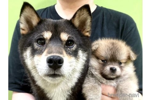 販売中のミックス犬の親犬