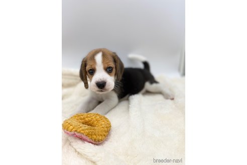 ビーグルの子犬を探す（15ページ目）｜ブリーダーナビ