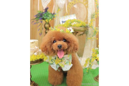 販売中のタイニープードルの親犬