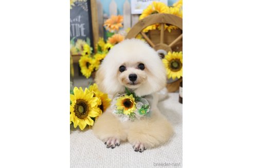 販売中のタイニープードルの親犬