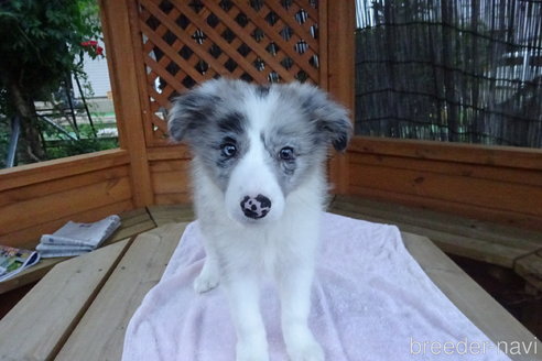 ブルーマール様 ４点ご専用です | laerre.org