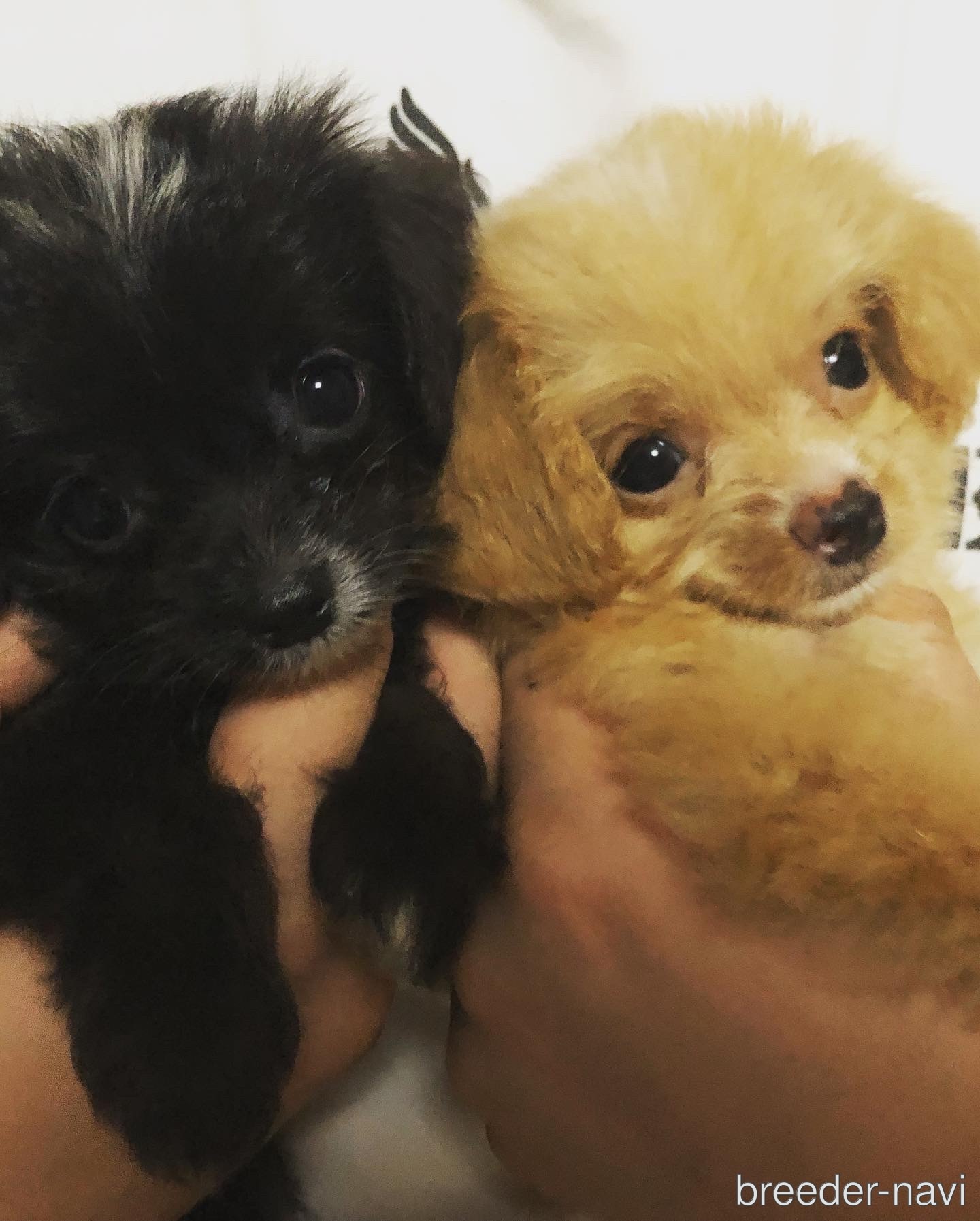 大住ブリーダー