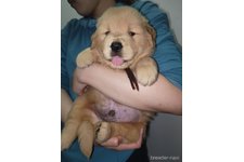 ♀︎ゴールデンレトリーバー