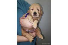 ♀︎ゴールデンレトリーバー