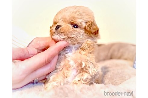 寺島健ブリーダーの詳細の1枚目