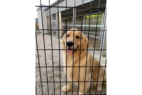 安宅真奈美ブリーダーの詳細