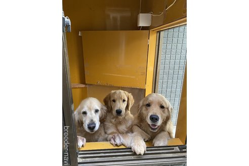 安宅真奈美ブリーダーの詳細