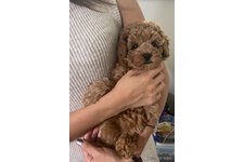 ヨンヨンの写真1枚目