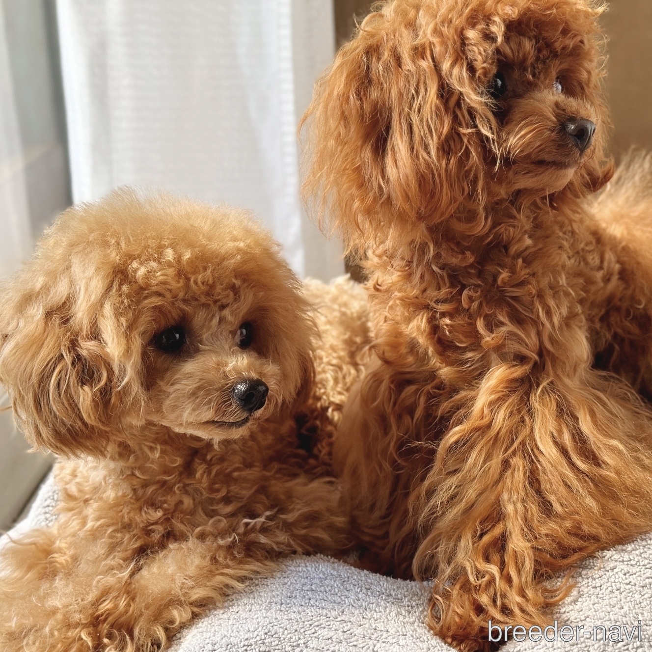 山口ブリーダー