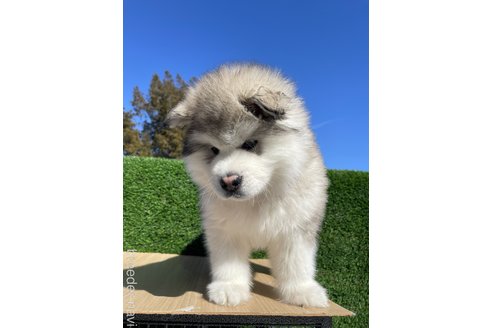 張宗昌ブリーダーの詳細の1枚目